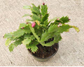 4" Christmas Cactus Assorted  